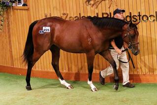 Pencarrow Stud' colt by Exceed and Excel - Lot 455. Photo: Darryl Sherer